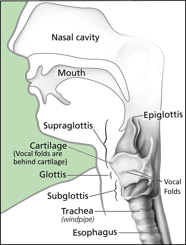 LaryngealAnatomy